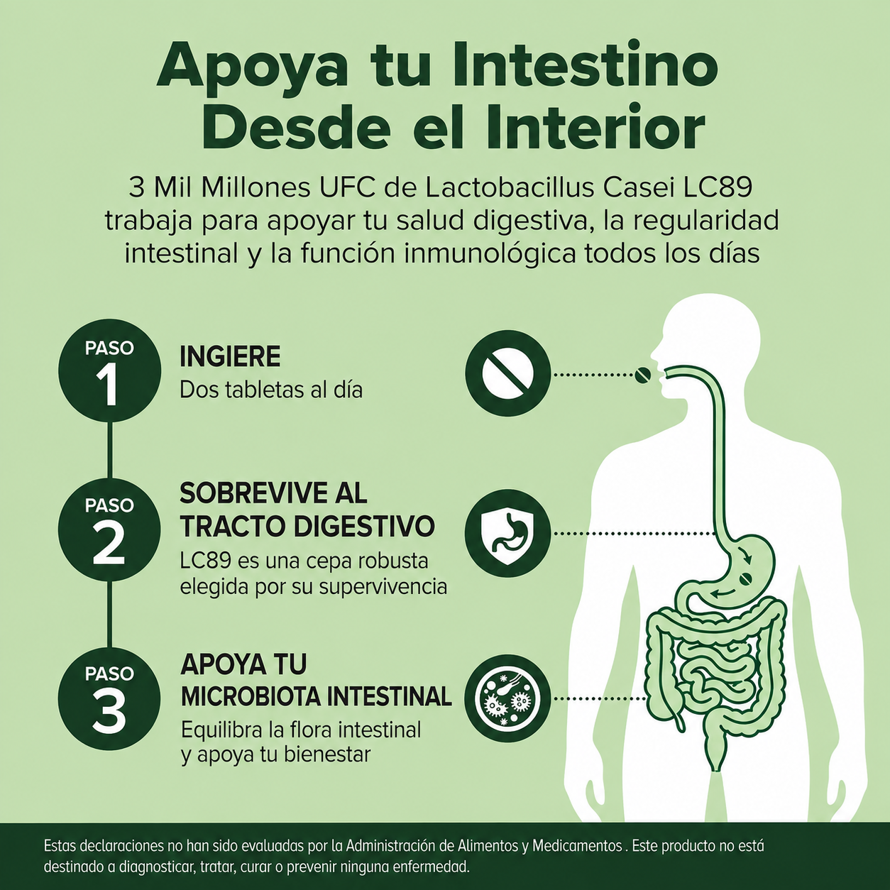 Natural Foundation Supplements - Probiótico Lactobacillus Casei - 3.000 Millones de UFC - Cepa LC89 - Salud Digestiva y Apoyo Intestinal | 240 Tabletas