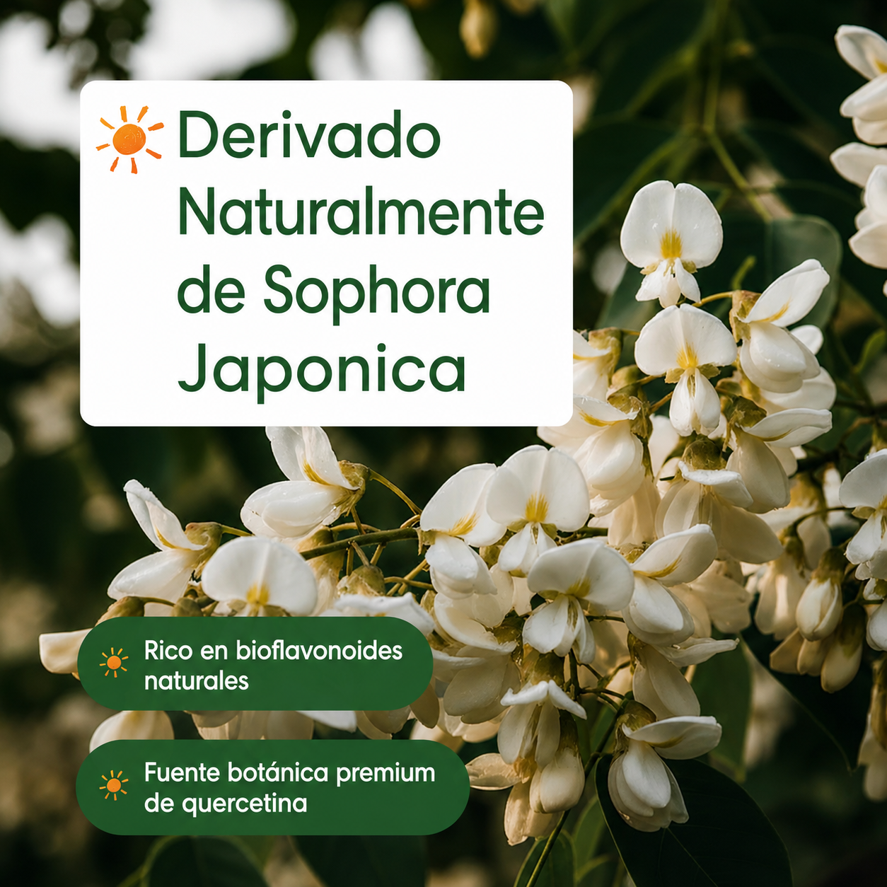 NatureBell - Quercetina 1,000mg - Suplemento de Alta Potencia para Reforzar el Sistema Inmunitario | 240 Cápsulas