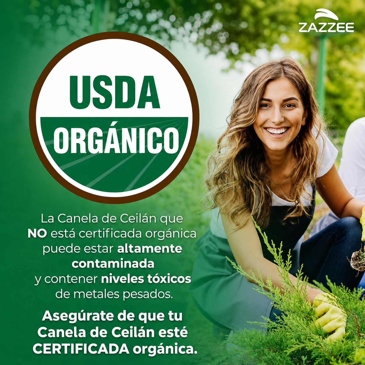 Zazzee - Extracto de Canela de Ceilán - Apoyo Antioxidante y Metabólico Totalmente Natural | 150 Cápsulas